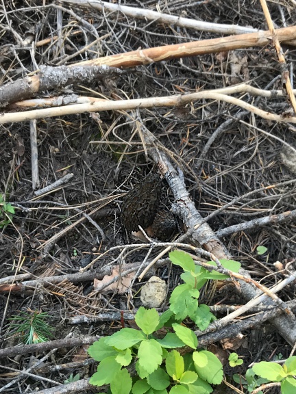 Hillside Morels