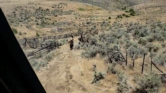 Herding Horses