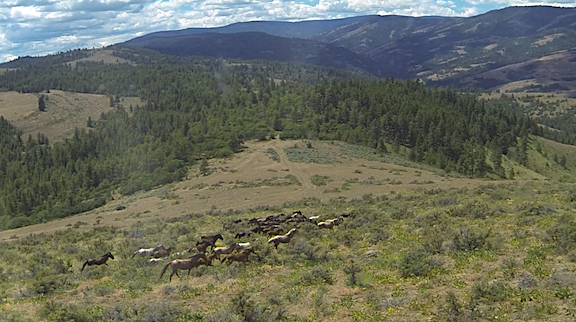 Horses with Trap