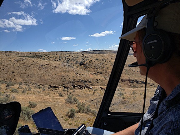 Herding Horses by Helicopter