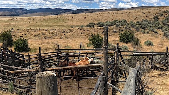 Coraled Horses