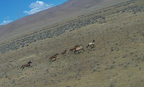Horse Herd