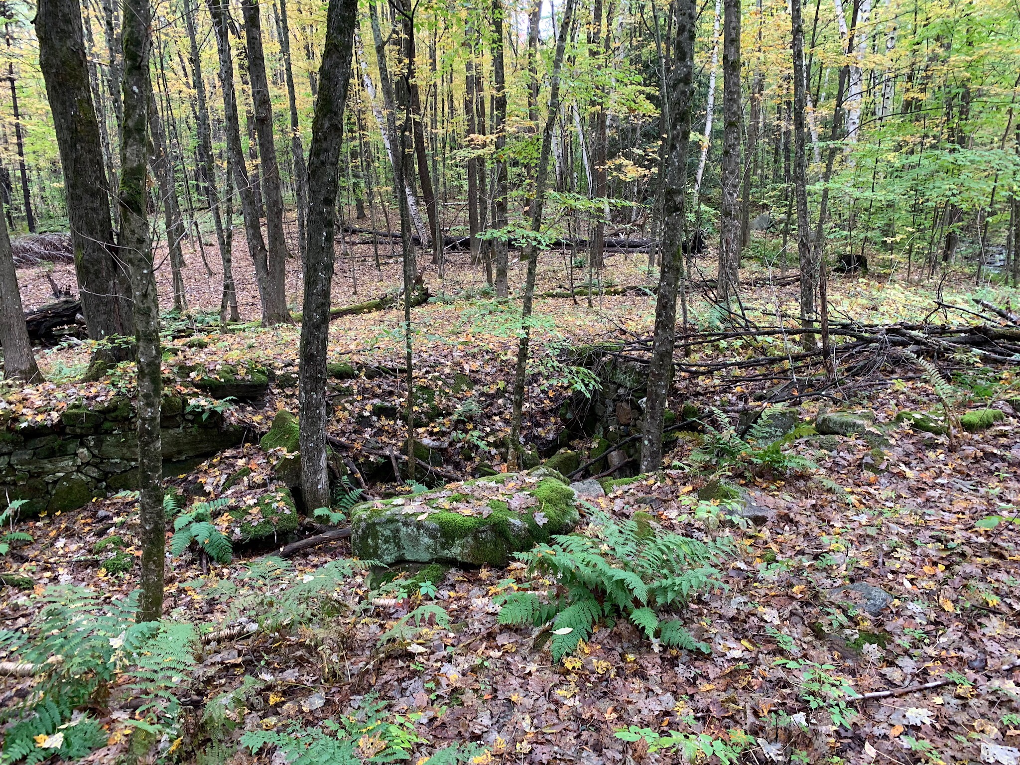 Foundations in the woods.