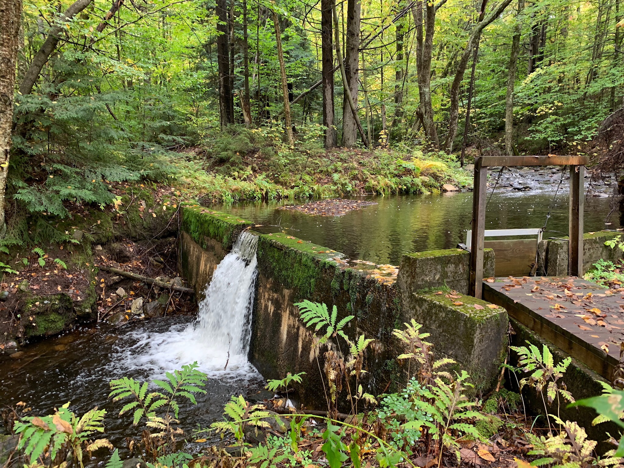 Dam in the forest.