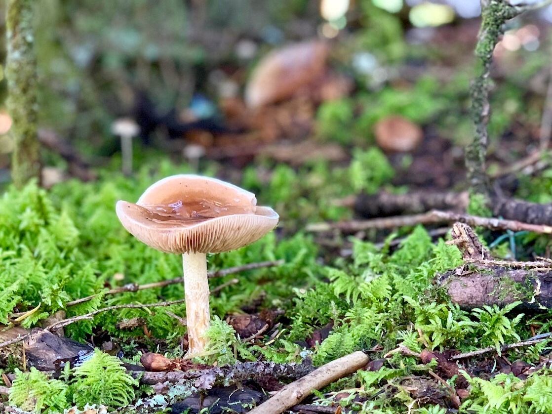 Forest mushroom.