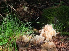 Mushroom1