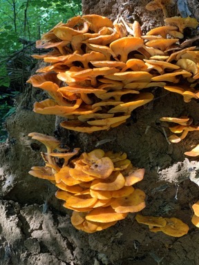 Regular Mushrooms