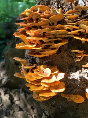 Portrait Mushrooms