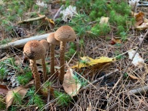 More Mushrooms