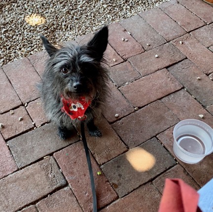 Penny Waits for Pizza