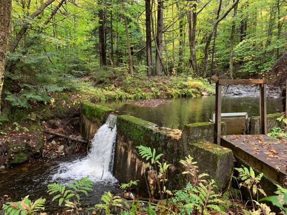 Forest Dam