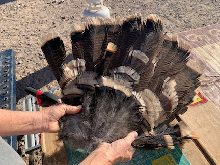 Turkey Tail Fan