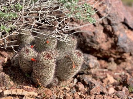 Cacti