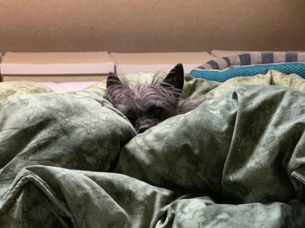 Penny on the Bed