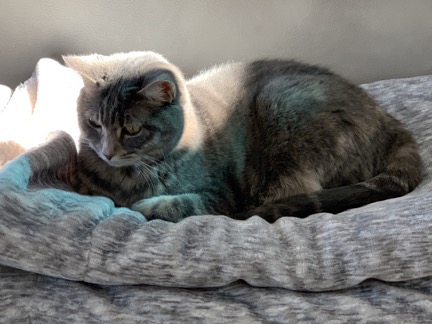 Kitty
