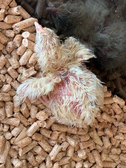Baby Chick