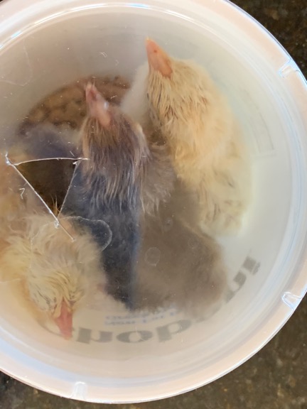Chicks