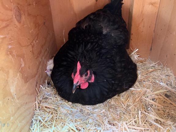 Hen with Chick