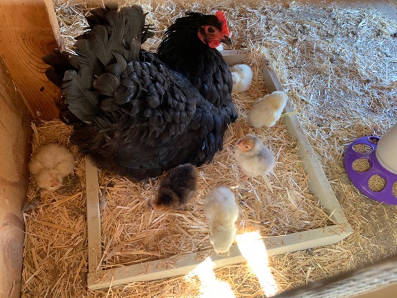 Hen with Chicks