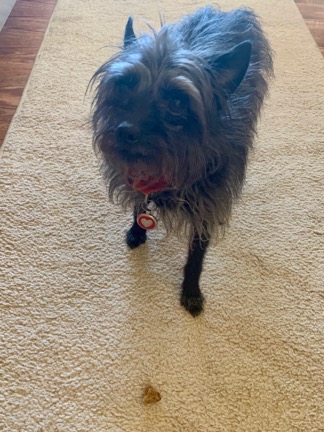 Penny Says No