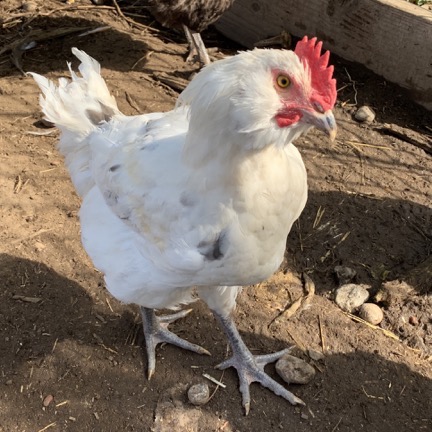 Rooster