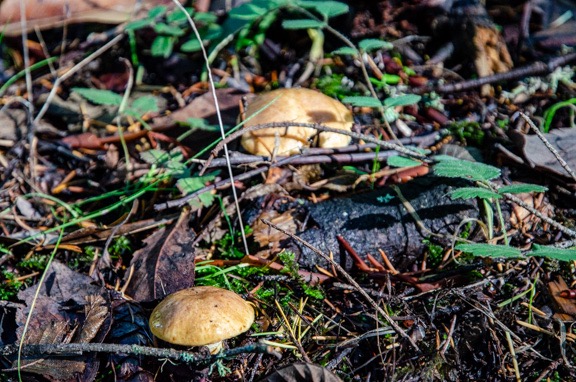 Mushrooms