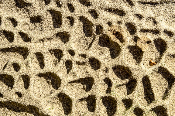 Tafoni Closeup