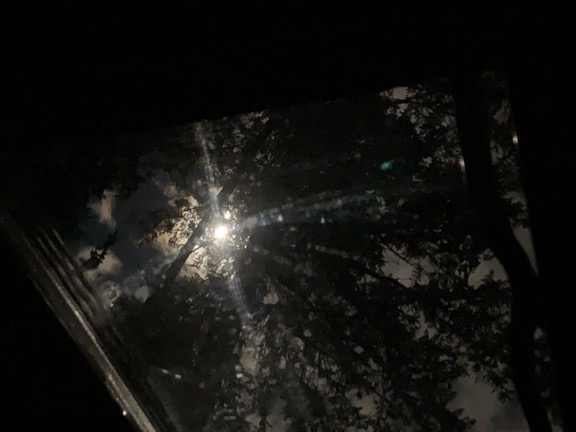 moonlight.jpeg Moonlight thru the Trees