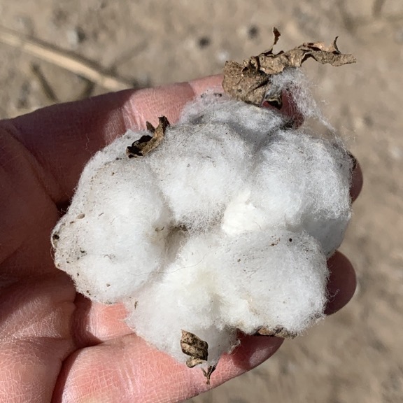 Cotton Boll