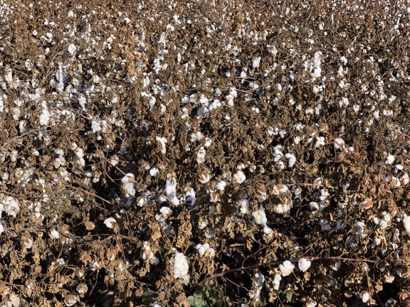 Cotton Field, Close Up