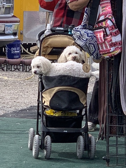 Dogs in Carriages