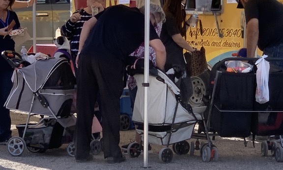 More dogs in strollers