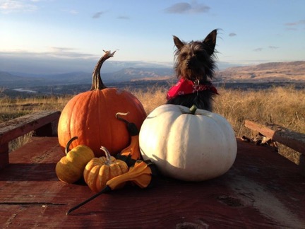 Penny and the Pumpkins