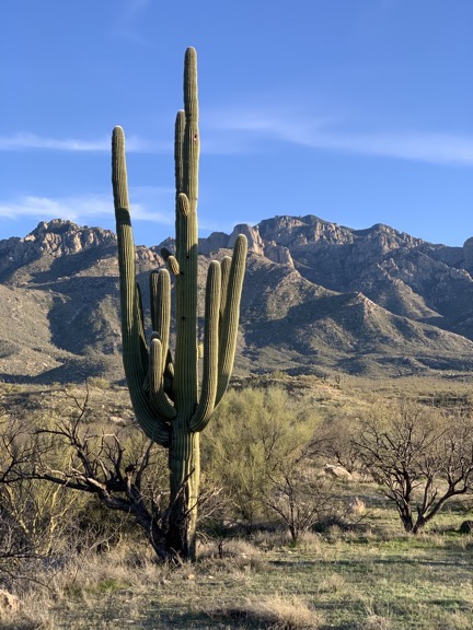Saguaro Cacti