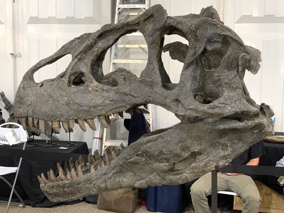 Dinosaur Head