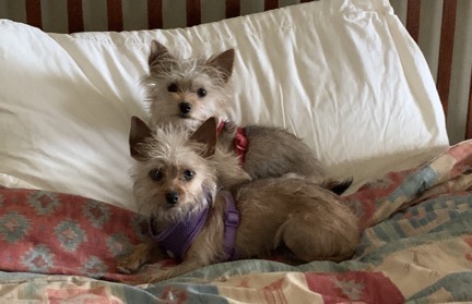 Lily and Rosie