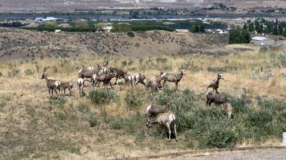 Bighorn Sheep