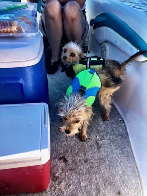 Pups on a Boat