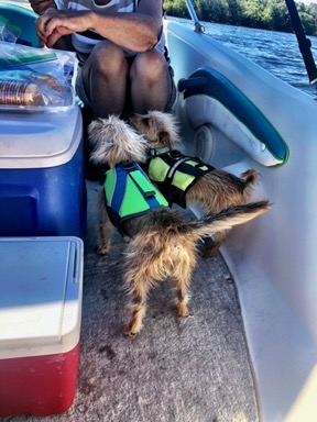 Pups on a Boat