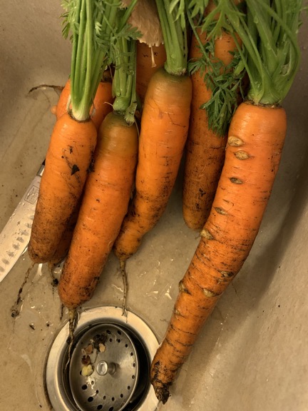 Very Large Fresh Carrots