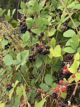 Blackberries.JPG Blackberries