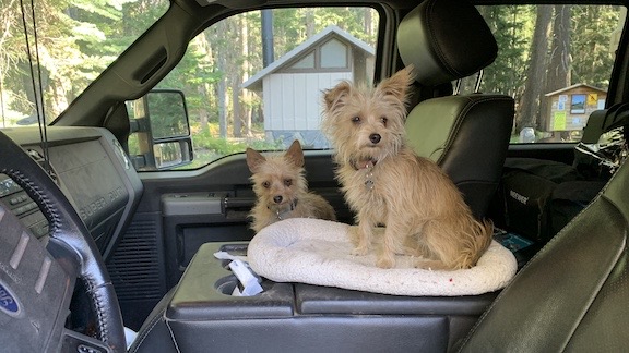Lily and Rosie in the Truck