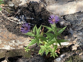 Purple Flowers
