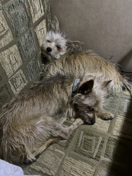 Rosie and Lily