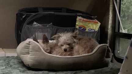 Sleeping Dogs