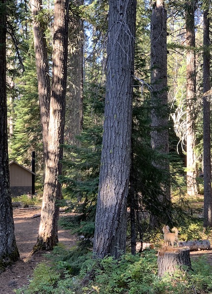 Rosie at Tree