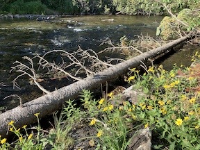 Yellow Flowers