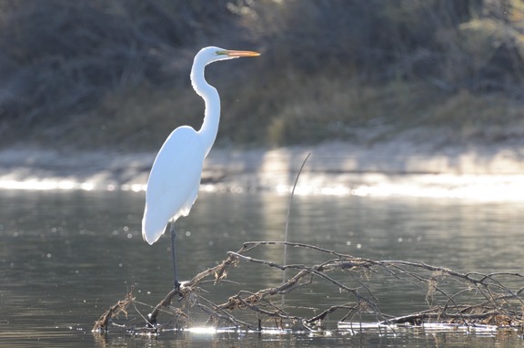 Egret