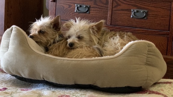 Sleeping Pups