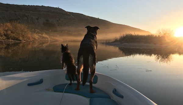 Boat Dogs